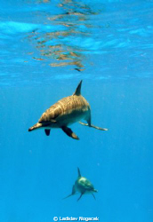 sataya dolphin reef
 by Ladislav Nogacek 